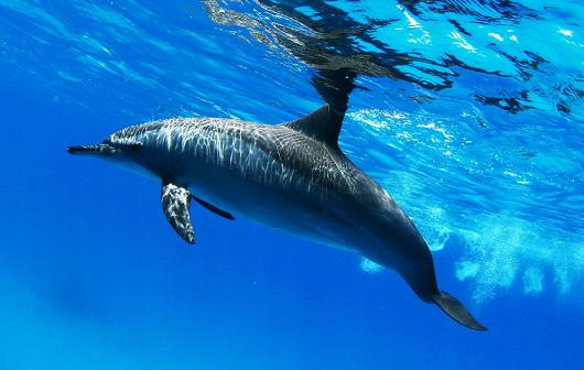 Дайвинг сафари Египет Красное море Dolphin House