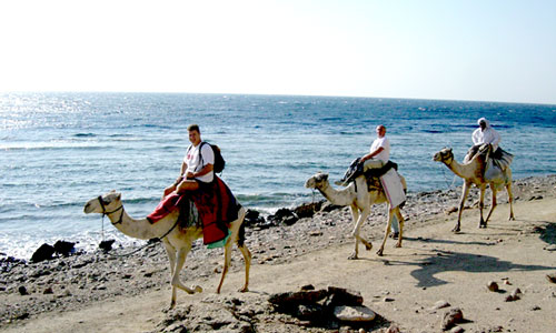 safari_3kamel.jpg