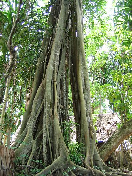 .  Tree Borneo Divers Resort 2004